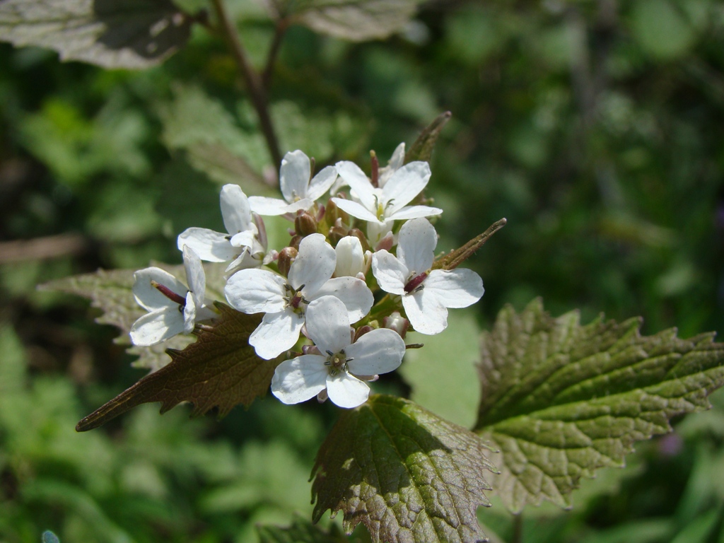 Image of Alliaria petiolata specimen.