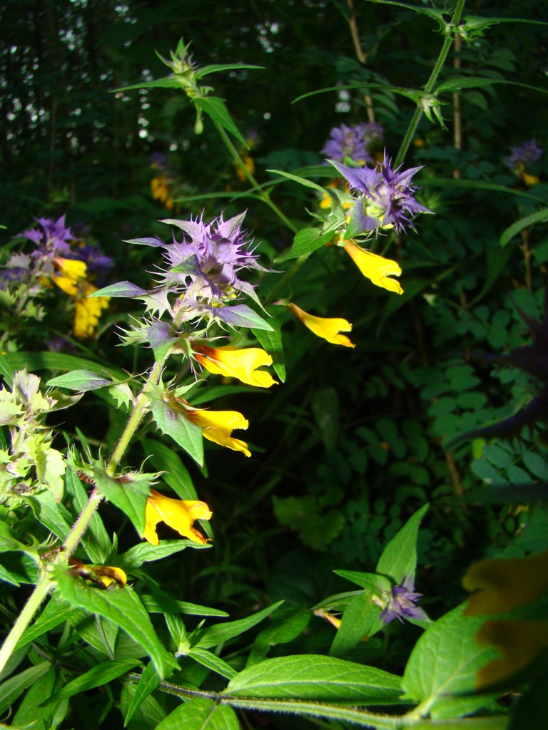 Image of Melampyrum nemorosum specimen.