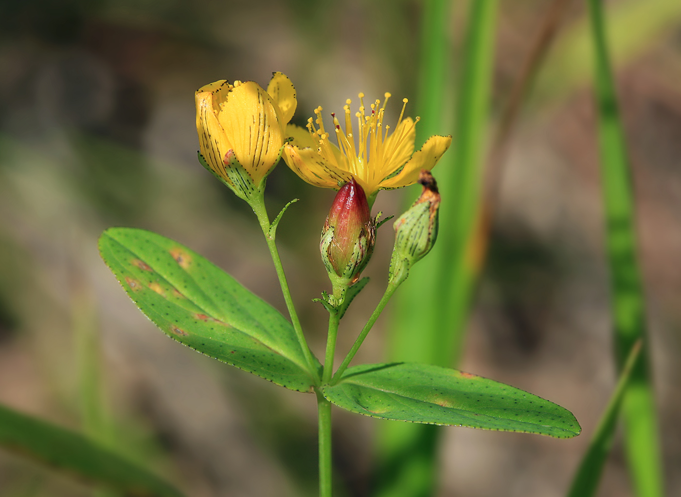 Изображение особи Hypericum erectum.