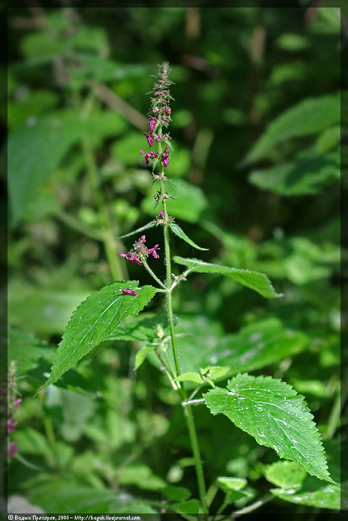 Image of Stachys sylvatica specimen.