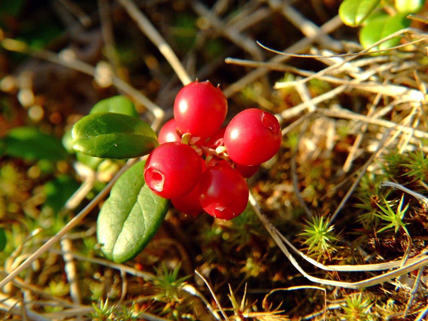 Изображение особи Vaccinium vitis-idaea.