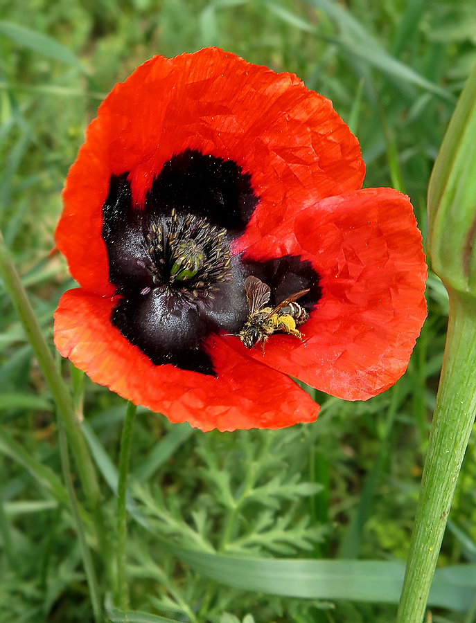 Изображение особи Papaver ambiguum.