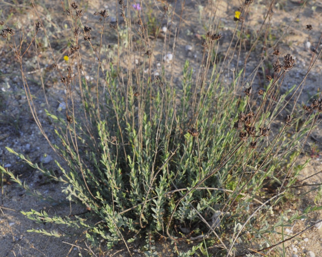 Image of Hypericum olympicum specimen.