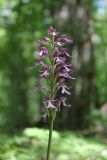 Orchis purpurea ssp. caucasica