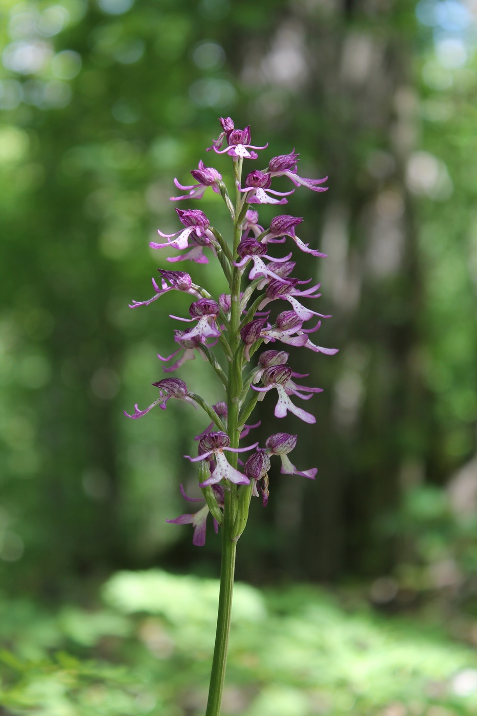 Image of Orchis purpurea ssp. caucasica specimen.