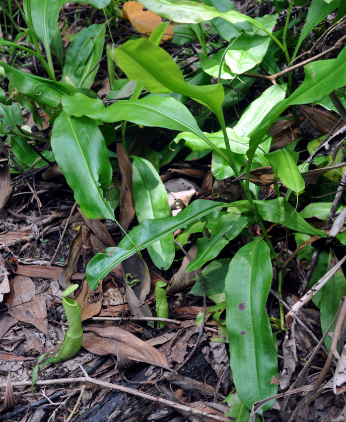 Изображение особи Nepenthes mirabilis.