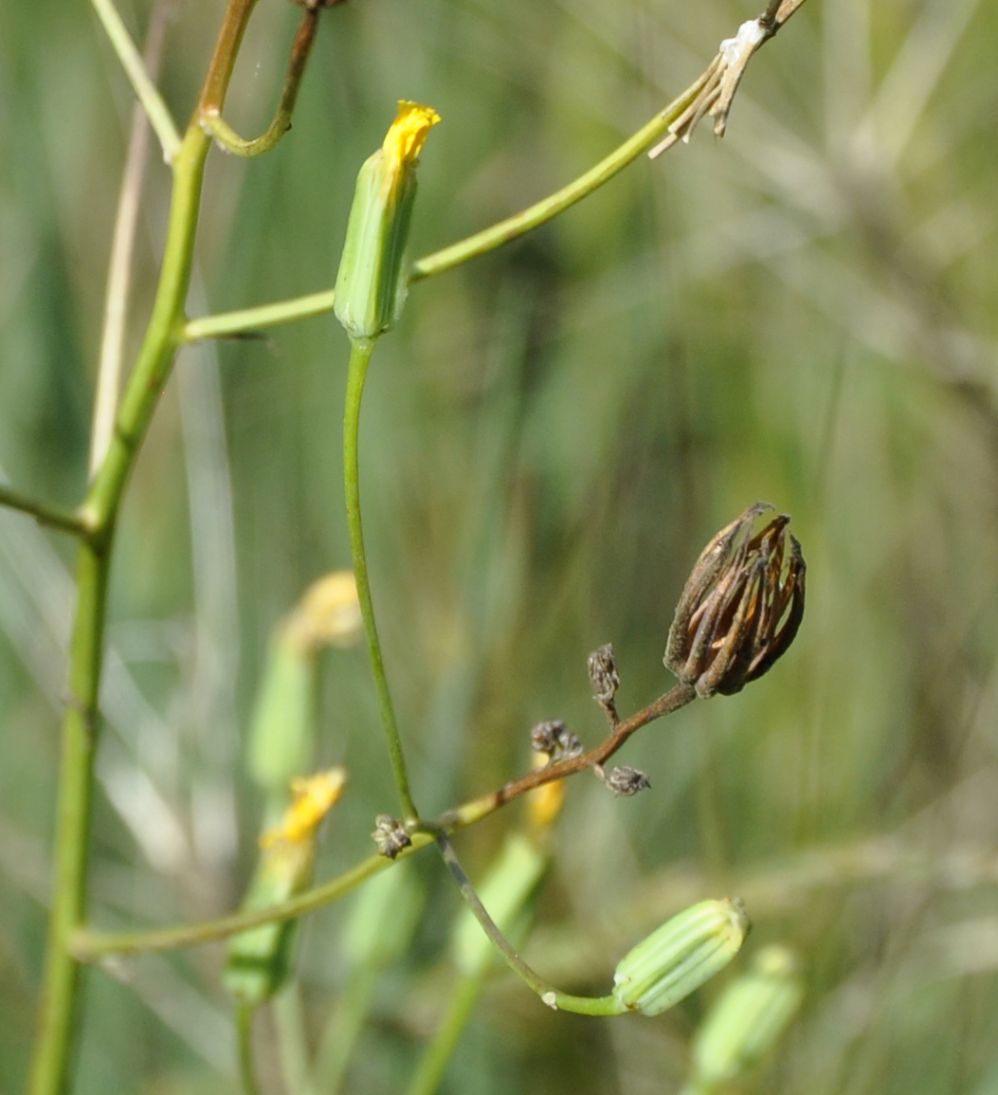 Изображение особи Crepis pulchra.