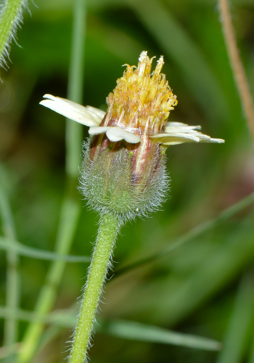 Image of Tridax procumbens specimen.