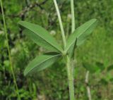 Trifolium caucasicum