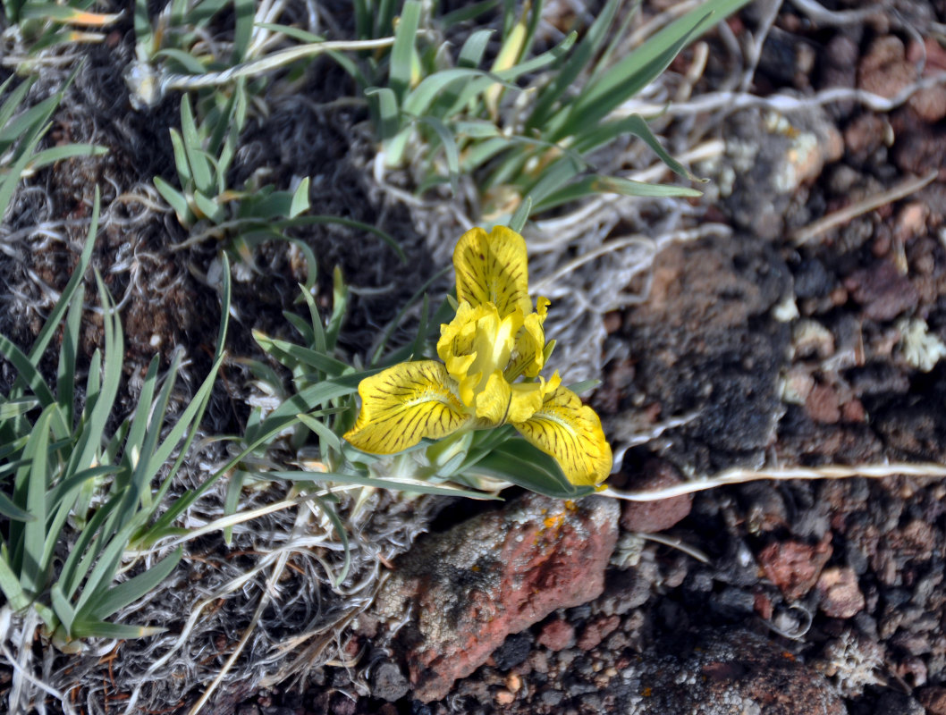 Изображение особи Iris potaninii.