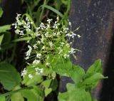 Cardaria draba. Верхушка побега доцветающего растения. Москва, Измайловский парк, у ограждения вдоль ш. Энтузиастов. 01.07.2017.