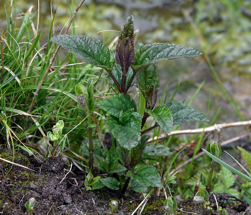 Изображение особи Scrophularia nodosa.
