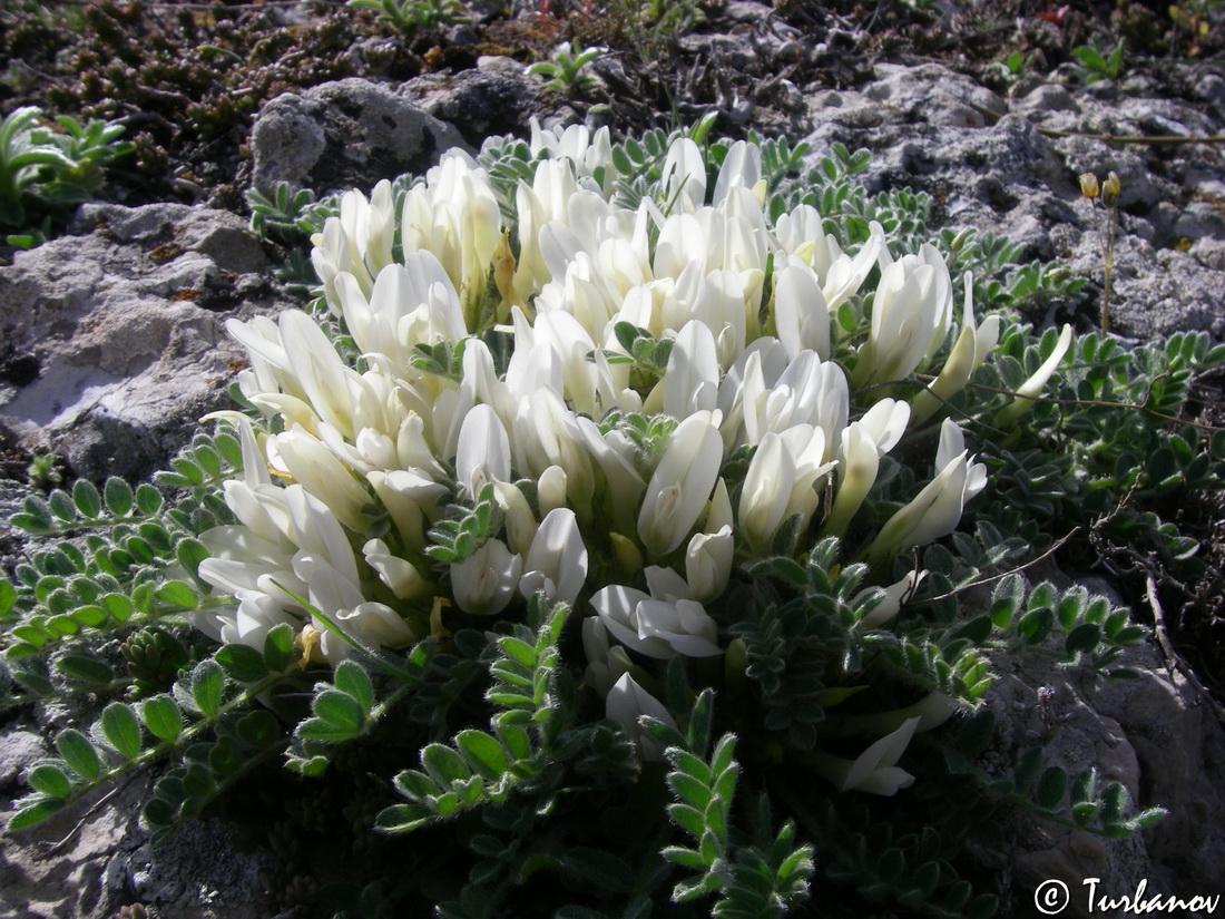 Изображение особи Astragalus rupifragus.