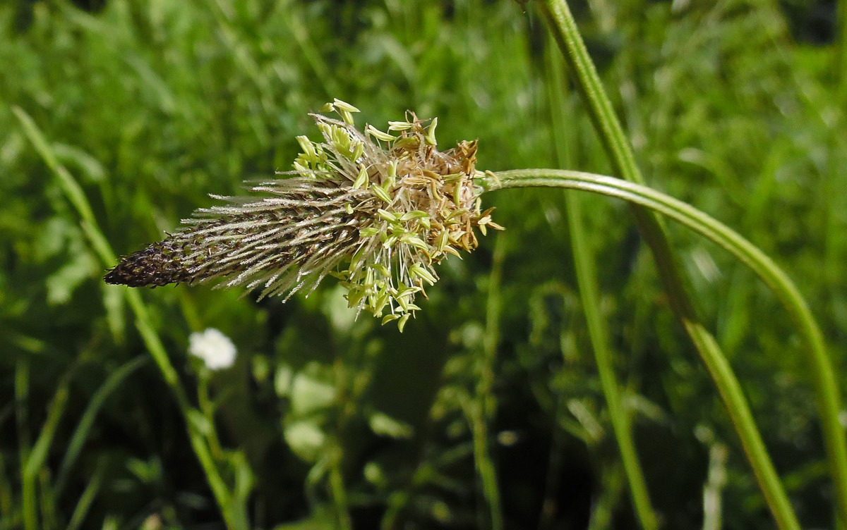 Изображение особи Plantago lanceolata.