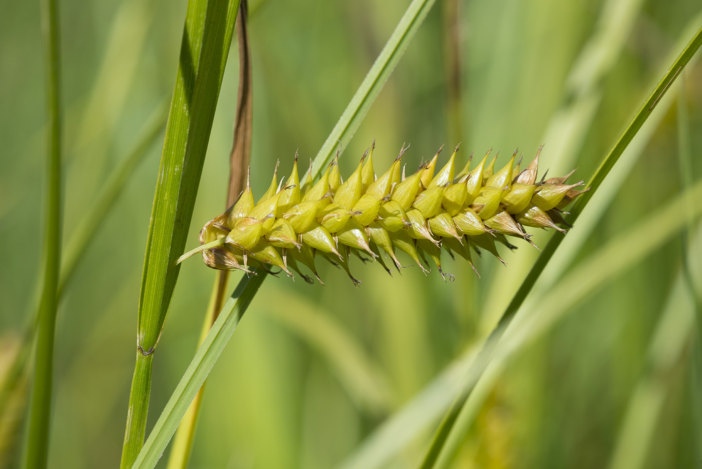 Изображение особи Carex vesicaria.