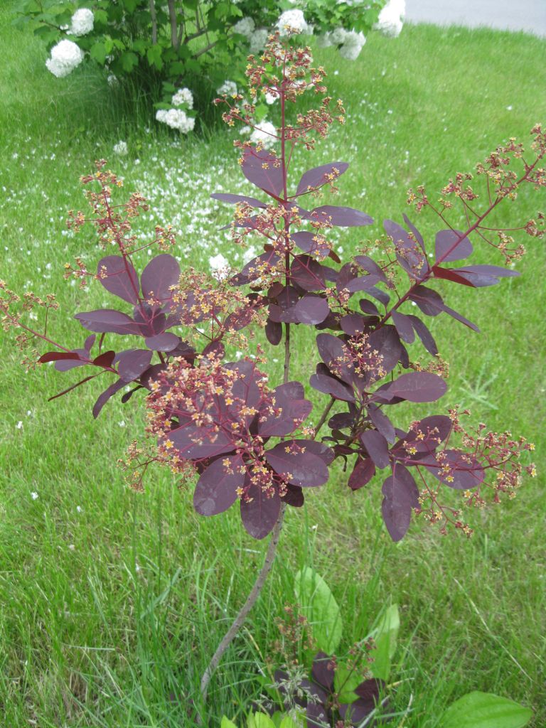 Изображение особи Cotinus coggygria.