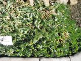 Euphorbia myrsinites. Бутонизирующе растение. Волгоград, Ботсад ВГСПУ, в культуре. 05.04.2017.
