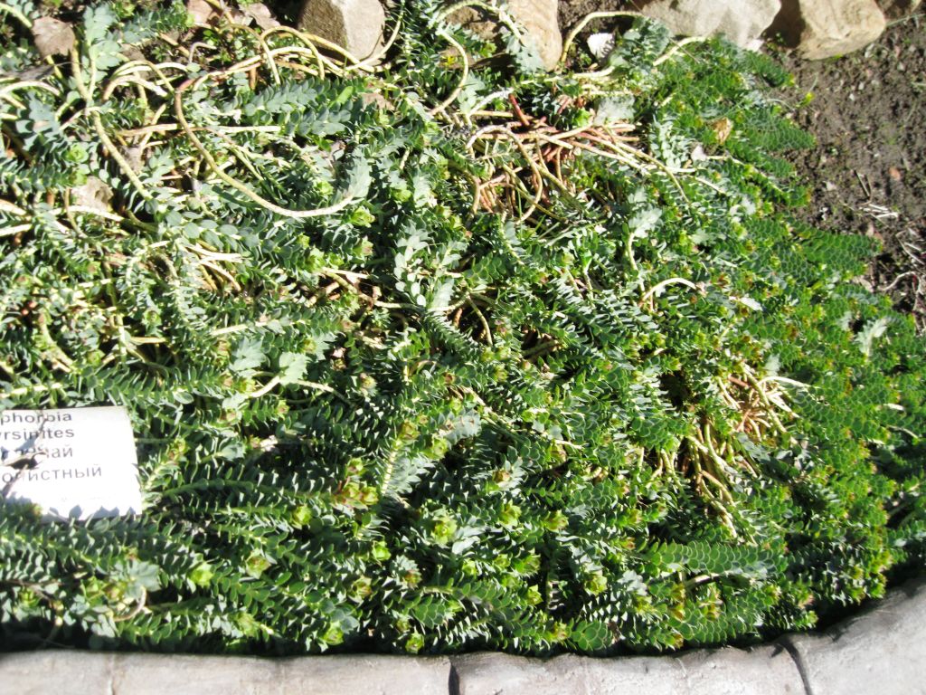 Image of Euphorbia myrsinites specimen.