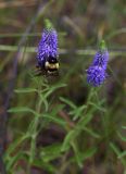 Veronica spicata