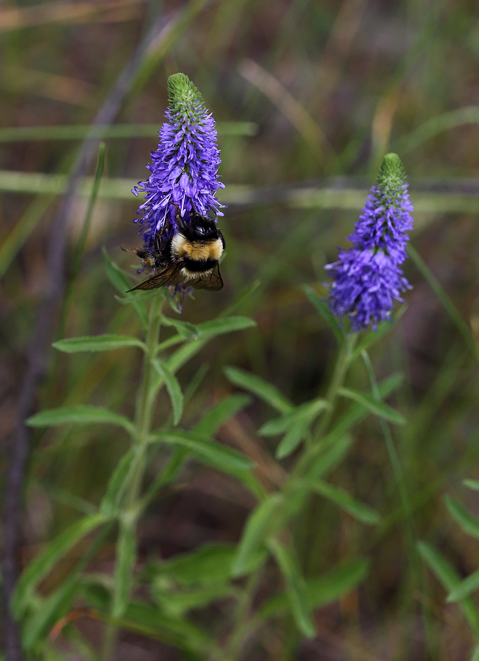 Image of Veronica spicata specimen.