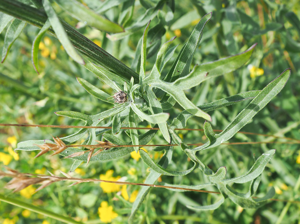 Image of Centaurea scabiosa specimen.