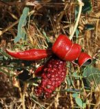 Capparis herbacea. Зрелый раскрывшийся плод. Узбекистан, г. Ташкент, Актепа Юнусабадская. 19.08.2017.