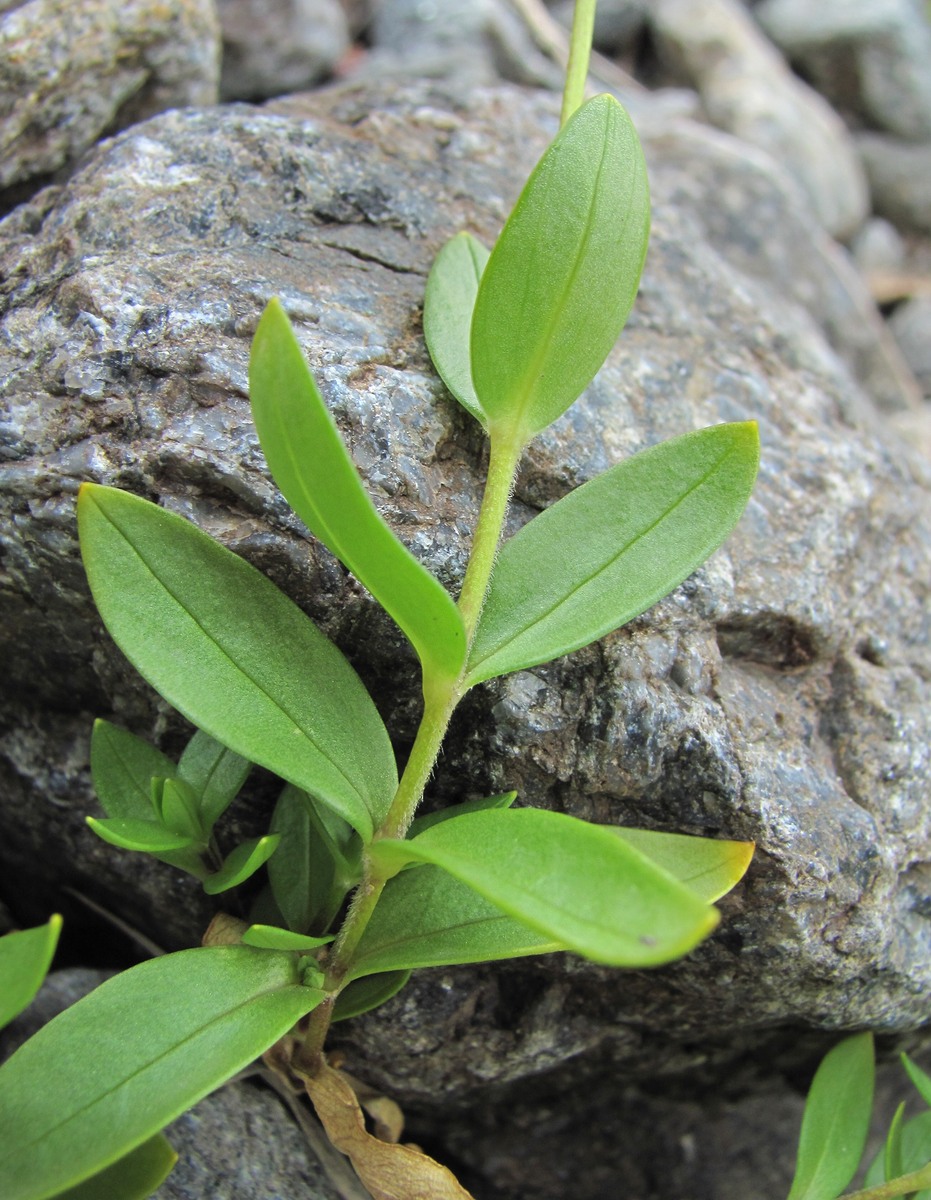 Image of Cerastium polymorphum specimen.