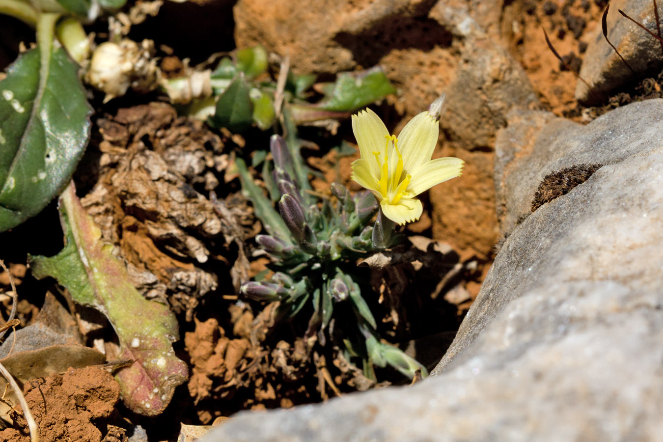 Изображение особи Scariola alpestris.