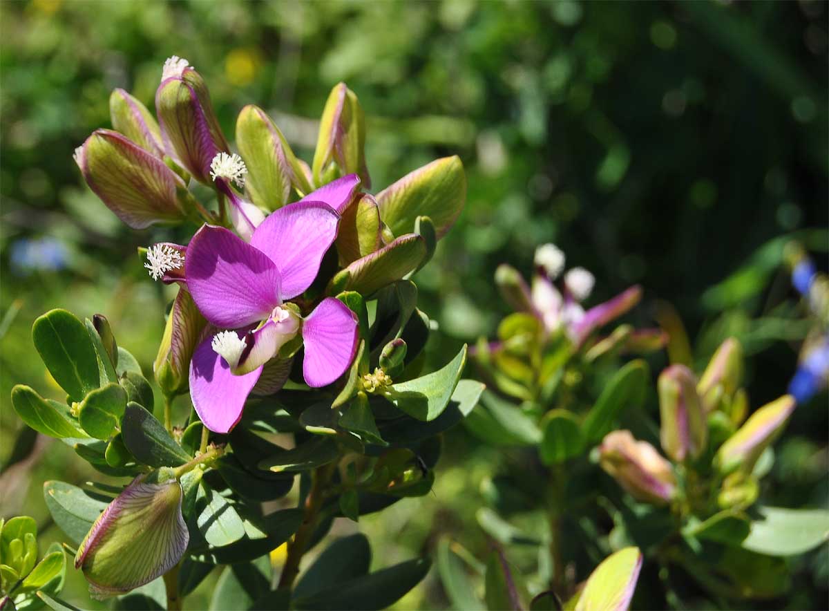 Image of Polygala myrtifolia specimen.