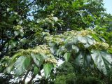 Commersonia bartramia