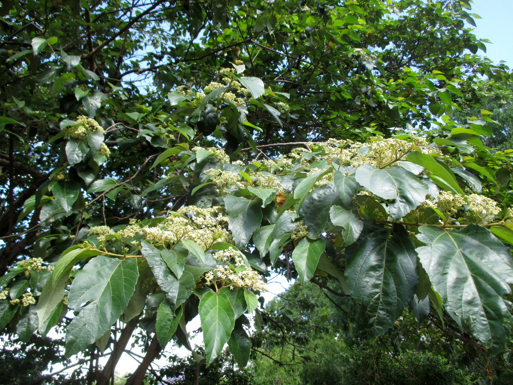 Image of Commersonia bartramia specimen.