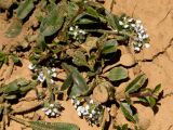 Lepidium подвид oxyotum