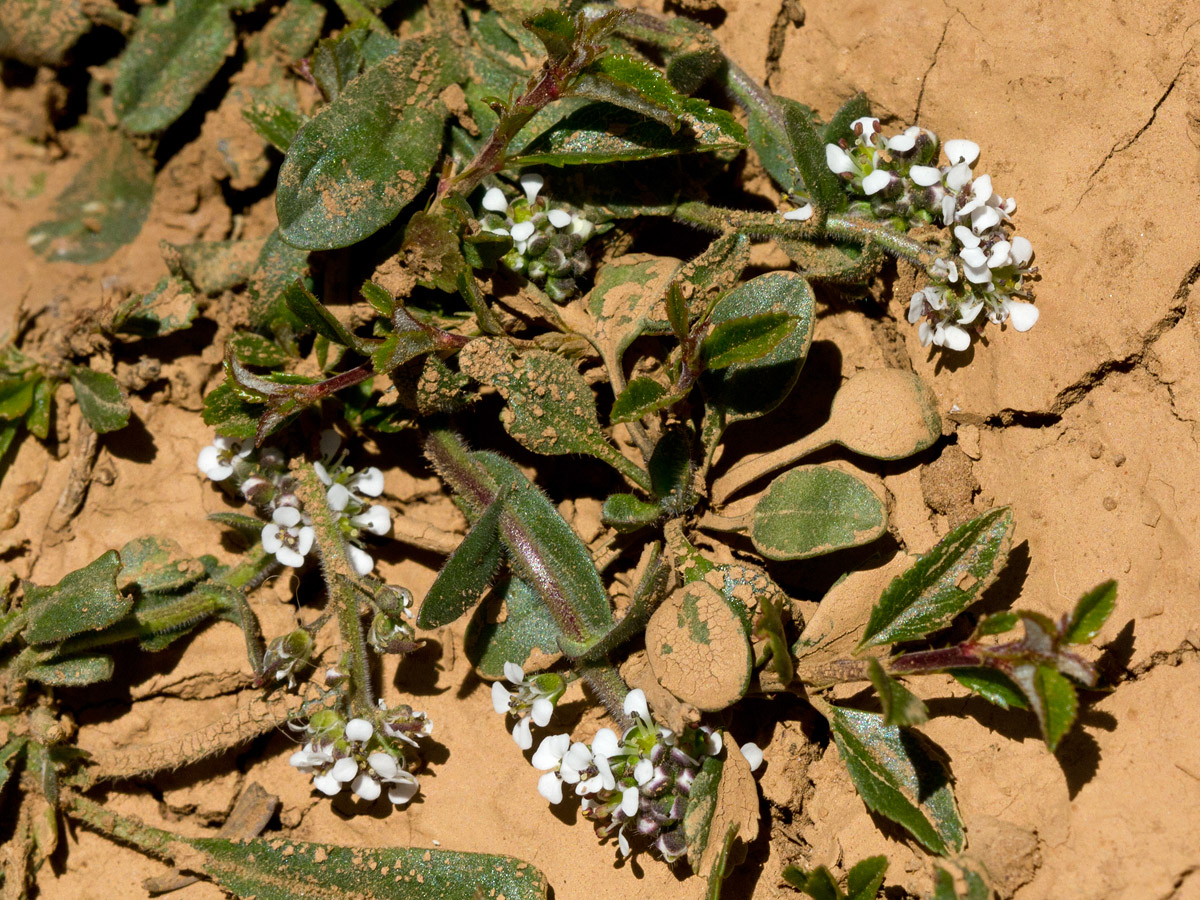 Image of Lepidium hirtum ssp. oxyotum specimen.