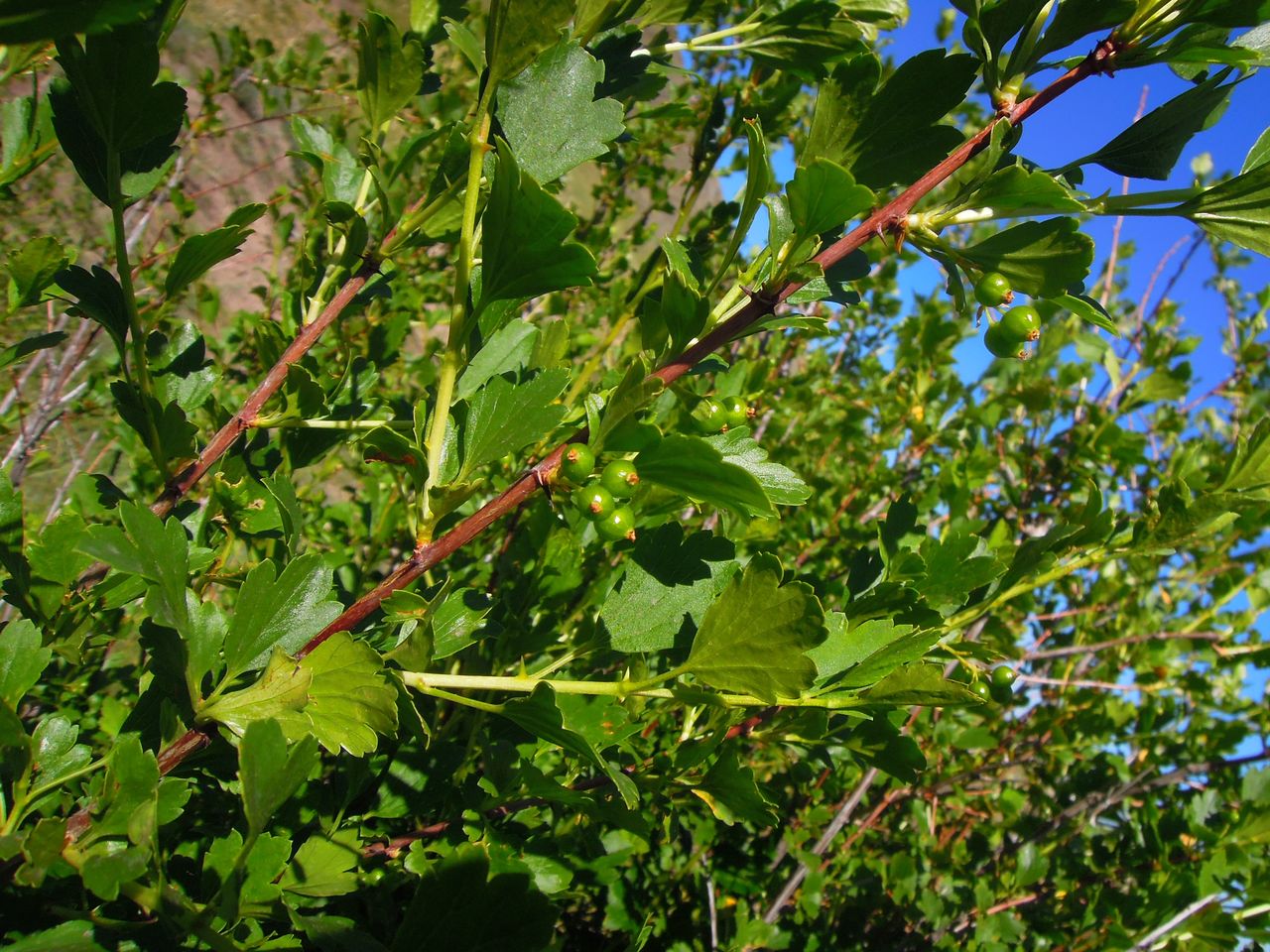 Изображение особи Ribes diacantha.