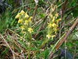 Pedicularis oederi