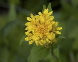 Solidago virgaurea. Верхушка общего соцветия. Сахалинская обл., Охинский р-н; п-в Шмидта, бассейн р. Пильво, обочина грунтовой дороги. 14.07.2017.