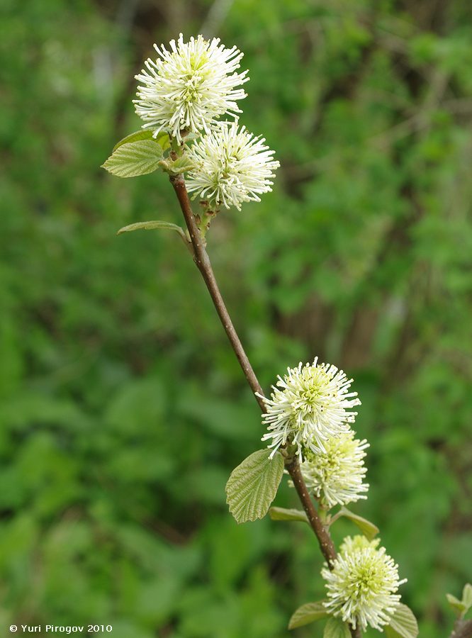 Image of Fothergilla gardenii specimen.