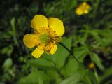 Ranunculus cassubicus. Цветок. Марий Эл, г. Йошкар-Ола, лесистая часть Центрального парка. 19.05.2017.