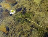 Ranunculus trichophyllus