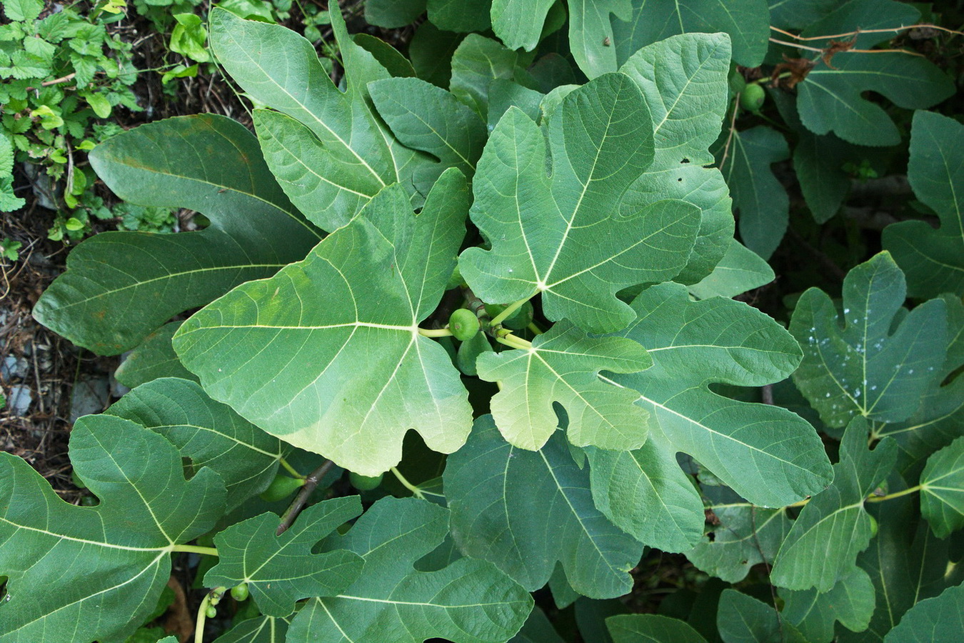 Image of Ficus carica specimen.