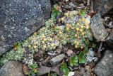 Saxifraga eschscholtzii. Цветущее растение. Чукотка, побережье бухты Провидения, на скалах. 01.08.2008.