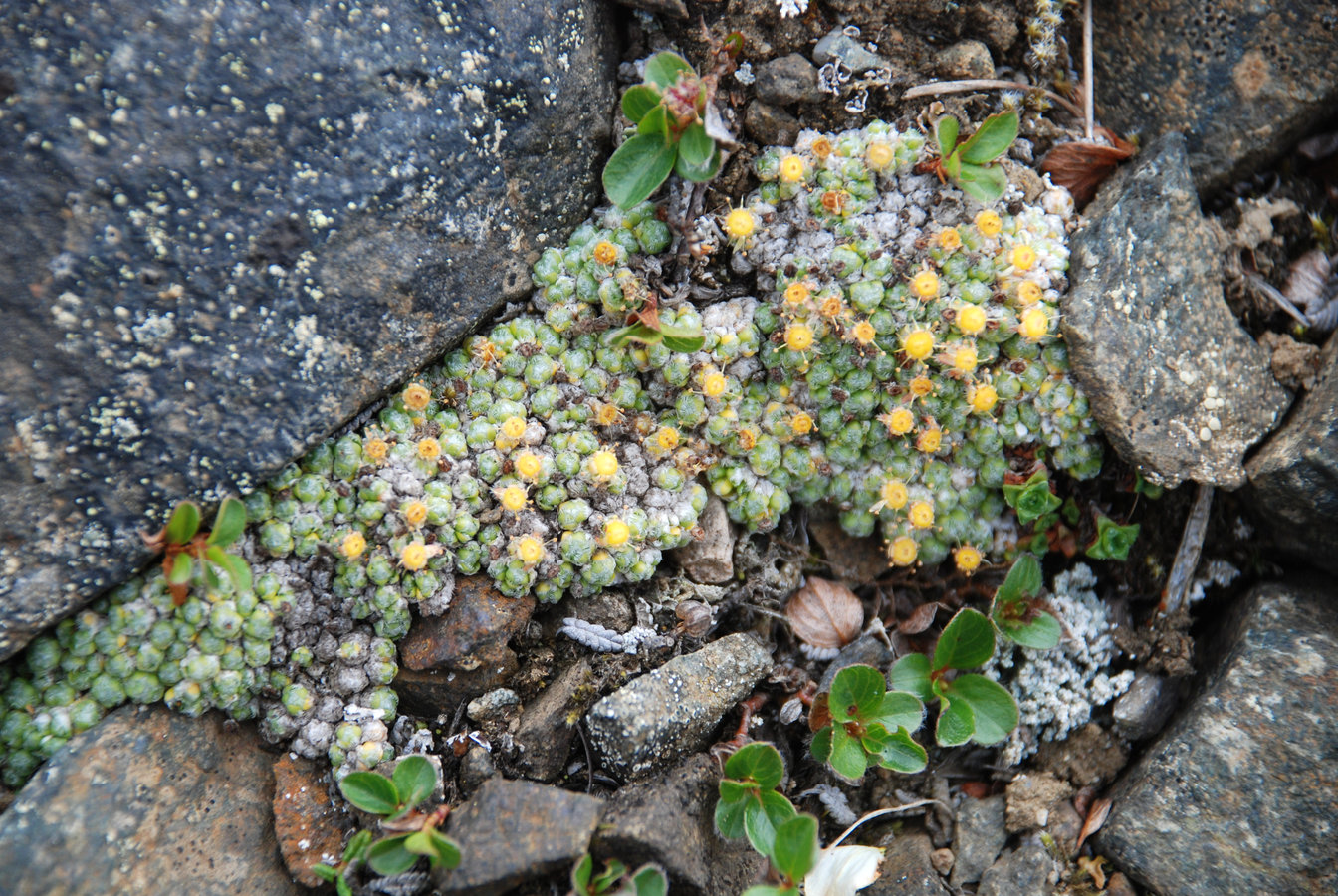 Изображение особи Saxifraga eschscholtzii.