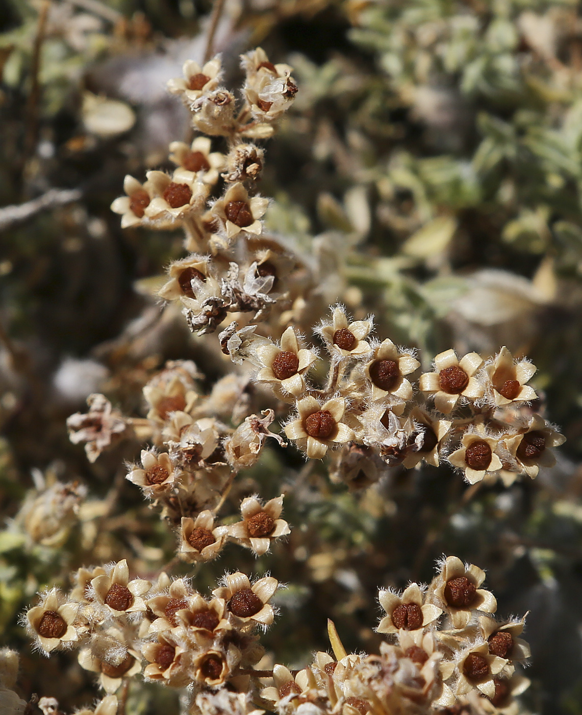 Image of Androsace taurica specimen.