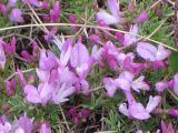 Onobrychis cornuta