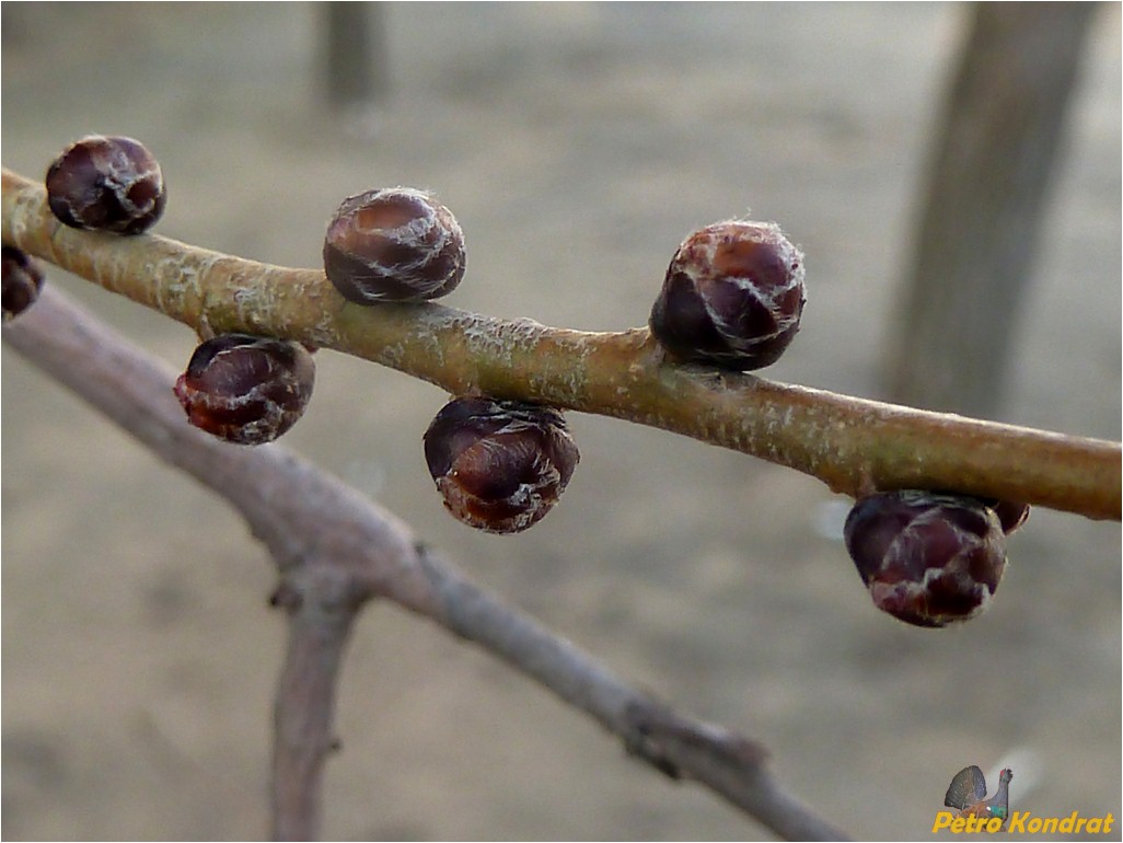 Изображение особи род Ulmus.