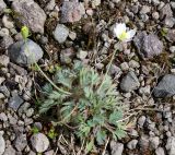 Papaver polare