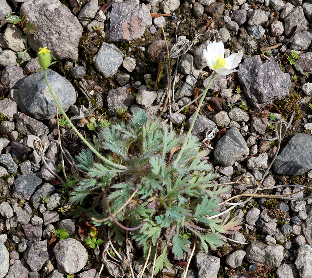 Изображение особи Papaver polare.