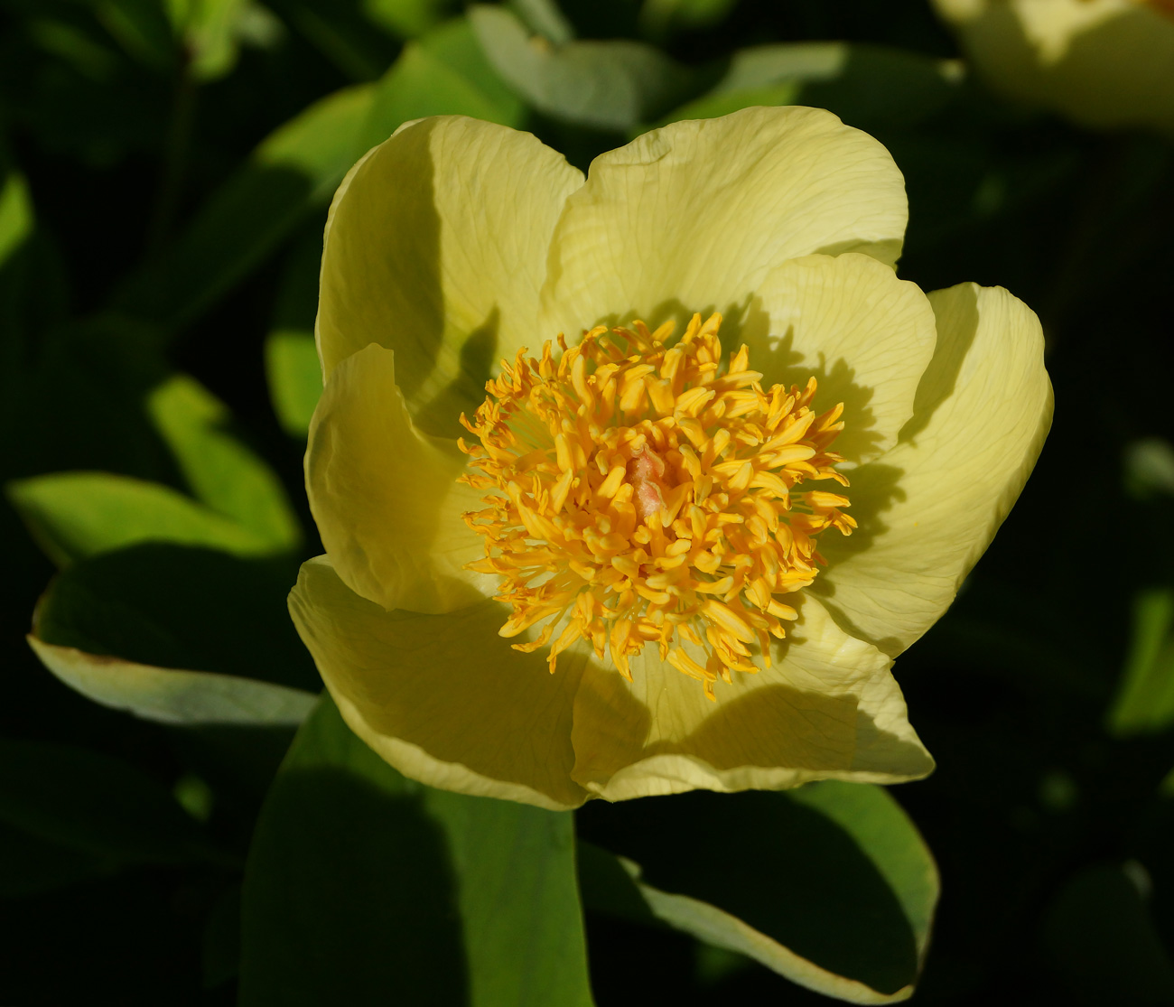 Изображение особи Paeonia mlokosewitschii.