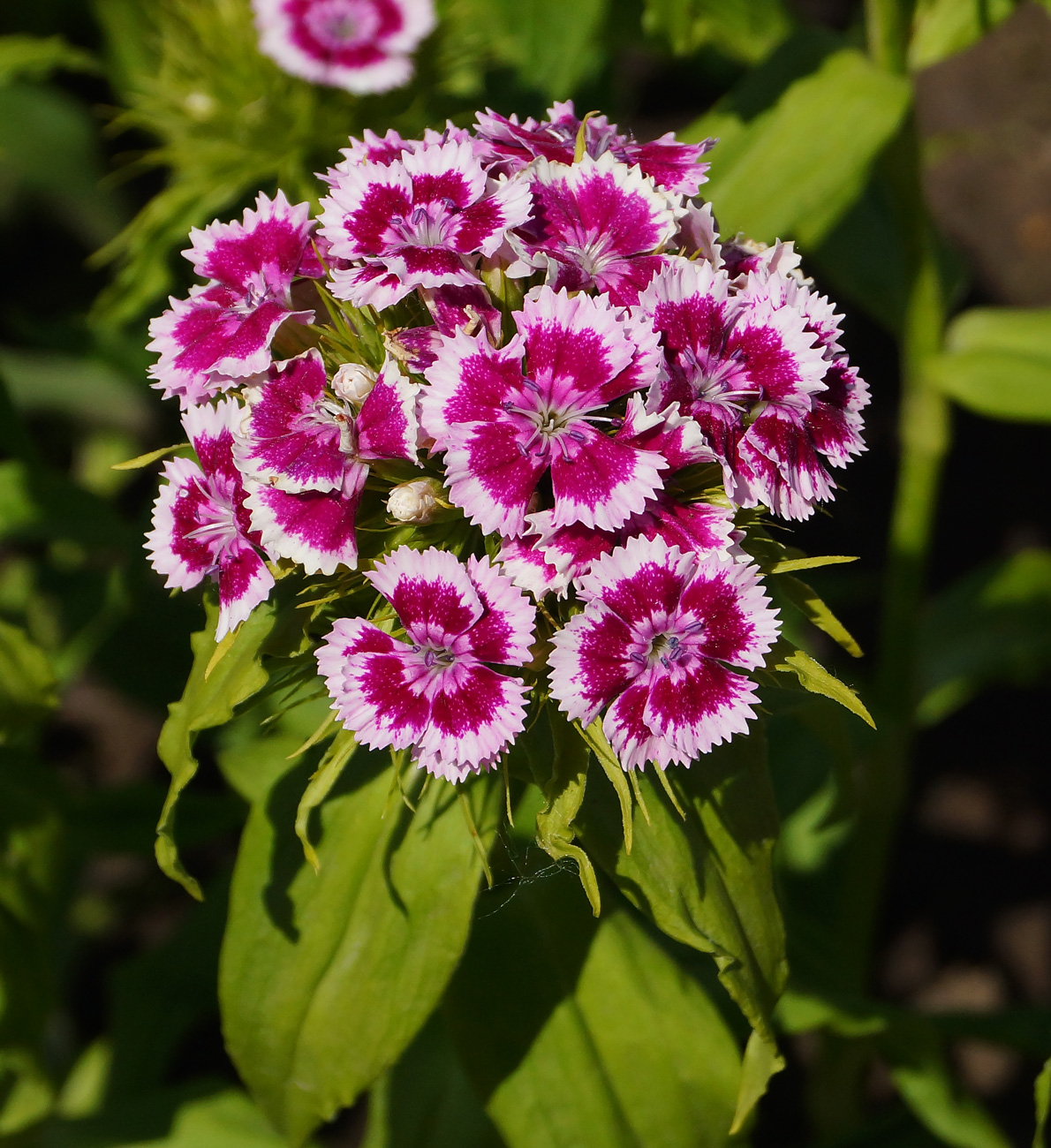 Изображение особи Dianthus barbatus.