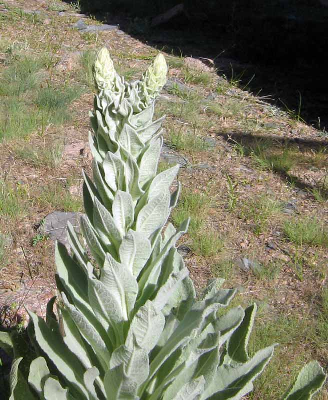 Изображение особи Verbascum songaricum.